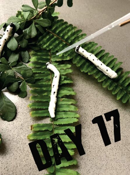 Countdown Zaubertricks Adventskalender 2021 PC the Purple Cow